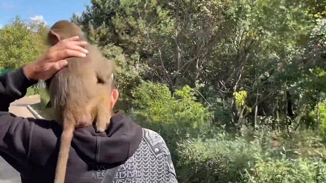 Обезьянка Люся услышала про подарки и ПОСПЕШИЛА домой! смотреть онлайн