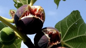 Полезные свойства инжира. Инжир - что за фрукт?