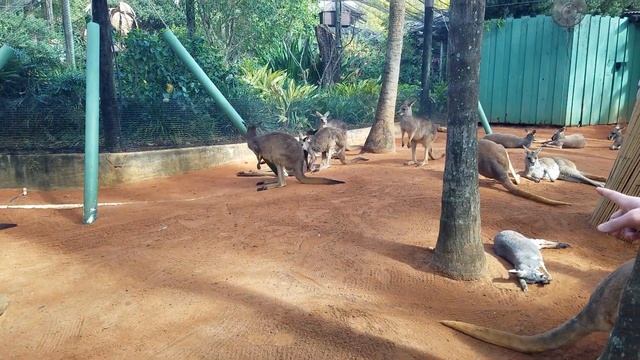 Кормим кенгуру в парке /Kangaroo at Busch Gardens Tampa Fl. смотреть онлайн