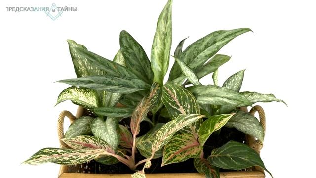 Какие цветы нельзя держать в доме. Приметы смотреть онлайн