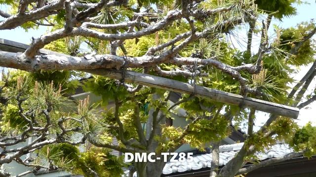 Panasonic Lumix DMC-TX1(TZ100) vs DMC-TZ85 4K撮り比べ смотреть онлайн