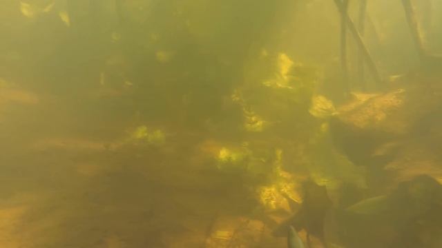 Подводная охота - Начало сезона смотреть онлайн