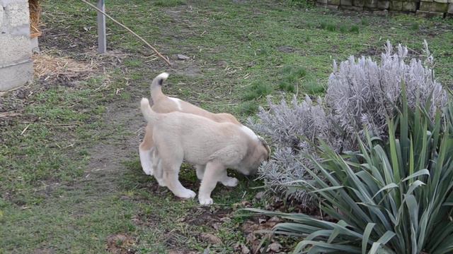 Дарьял-Юг ЯМАЙКА (палевая) и Дарьял-Юг ЯГОДА МАЛИНА (рыже-белая) ПРОДАЮТСЯ смотреть онлайн