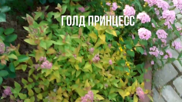 Цветущий сад...обзор 26-27.06.2020 смотреть онлайн