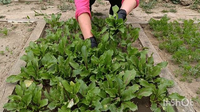 21 мая 2023. Посадила еще два томата. Купили цветы для цветника. Проредила свёклу. смотреть онлайн