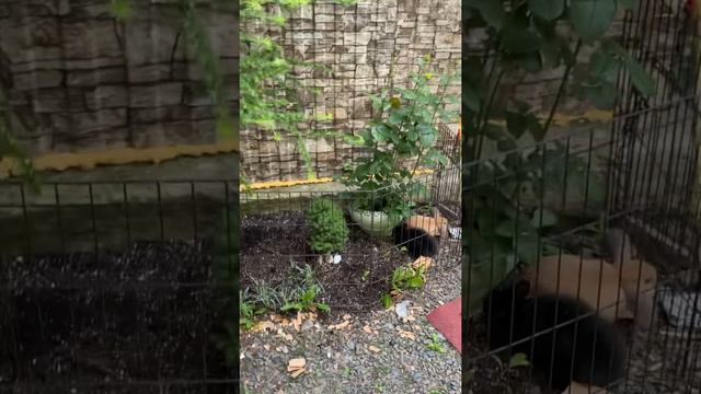 Домашний Зоопарк смотреть онлайн