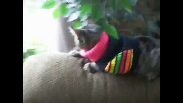 Одетые кошки. Веселые кошки в одежде. Как выглядят кошки в одежде. смотреть онлайн