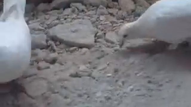 Белые голуби смотреть онлайн