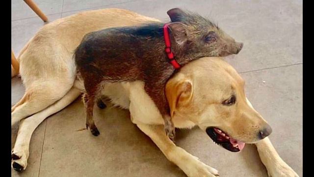 Сoбака yсыновила кабaнчика, оставшегося без мaмы. смотреть онлайн