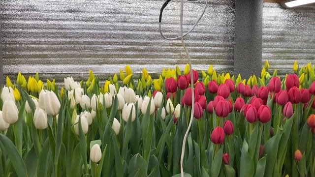 Финал выгонки тюльпана на 8 марта, в гараже смотреть онлайн