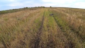 Первая охота с Дратхааром на фазана