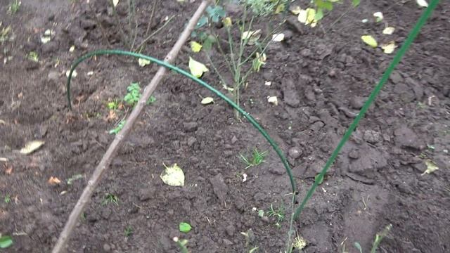 Подготовка штамбовых роз к укрытию смотреть онлайн