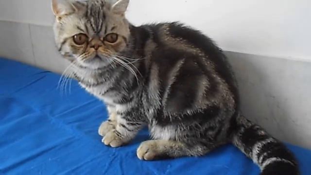 Копия видео "Чудесный экзот" смотреть онлайн