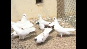 Бакинские бойные голуби  Гейдара Бабаева часть 3