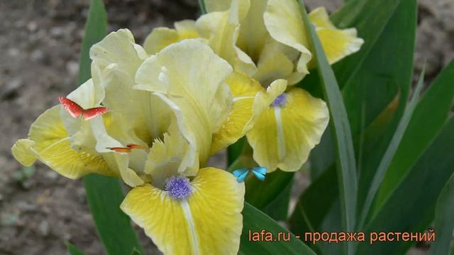 Ирис карликовый Долл Диэ (iris pumila doll dear) ? обзор: как сажать, саженцы ириса Долл Диэ смотреть онлайн