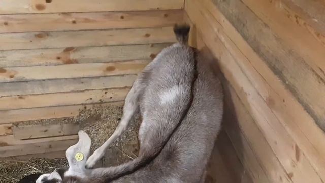 ЭКОНОМНЫЙ ВАРИАНТ УТЕПЛЕНИЯ КОЗОВНИКА.НАСТУПИЛИ ХОЛОДА, УТЕПЛЯЕМЬСЯ. смотреть онлайн
