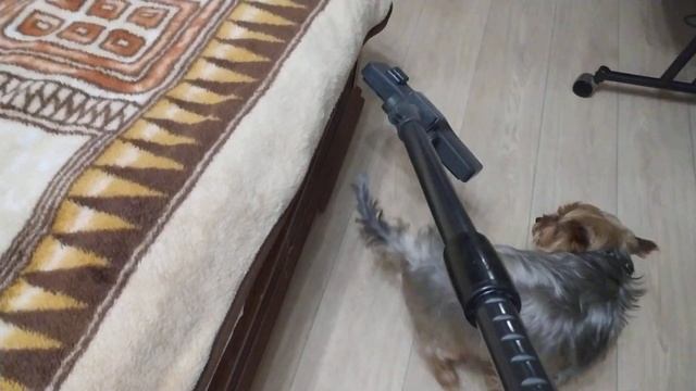 Собака не боится пылесос. Это ее любимая игрушка. смотреть онлайн