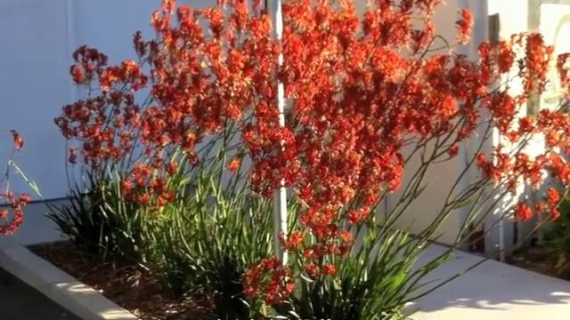 Anigozanthos hybrids - Kangaroo Paw смотреть онлайн