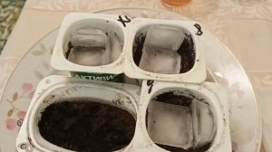 Обзор семян Бирючина, Барбарис, Клеома/посев