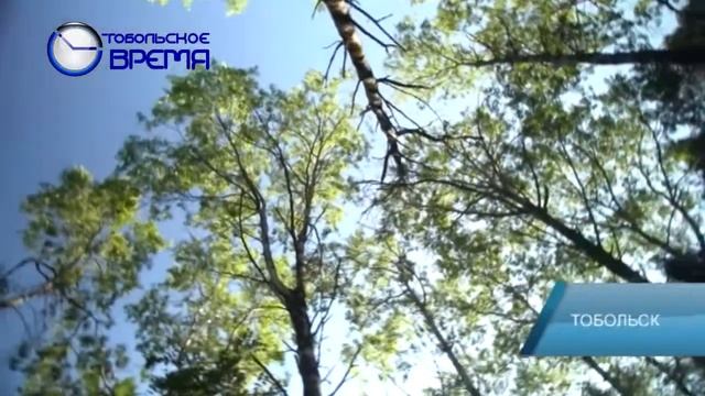 РЕЛИКТОВАЯ СОСНА смотреть онлайн