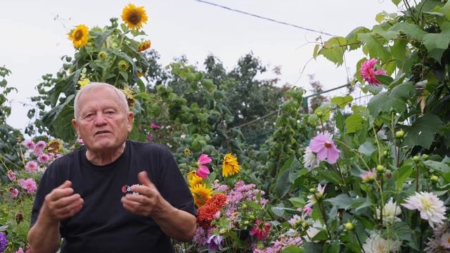 Почему без всяких пестицидов на моих цветах не бывает болезней. смотреть онлайн