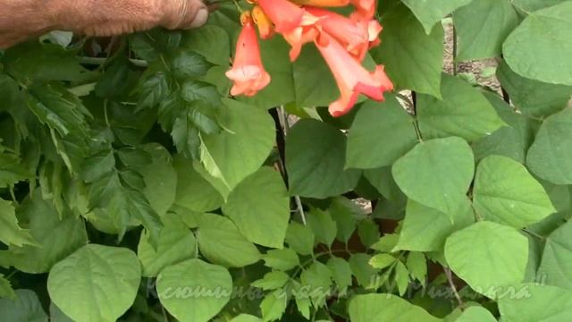 На дворе Август. Расцвёл Кампсис. смотреть онлайн