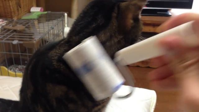 Прущийся кошак Домашние животные в Японии смотреть онлайн