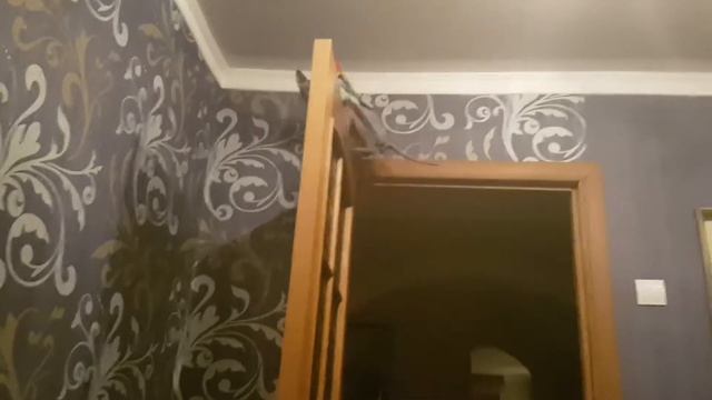 Охота на попугая смотреть онлайн