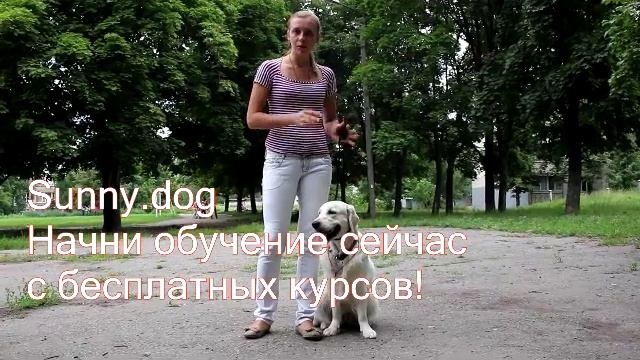 Команда "рядом"- дрессировка голден ретривера. Дрессировка ретривера смотреть онлайн