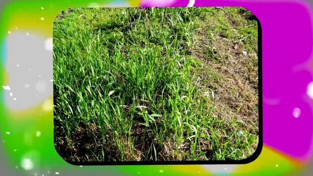ШКОЛЬНИКИ С ПЕТАРДАМИ ! смотреть онлайн
