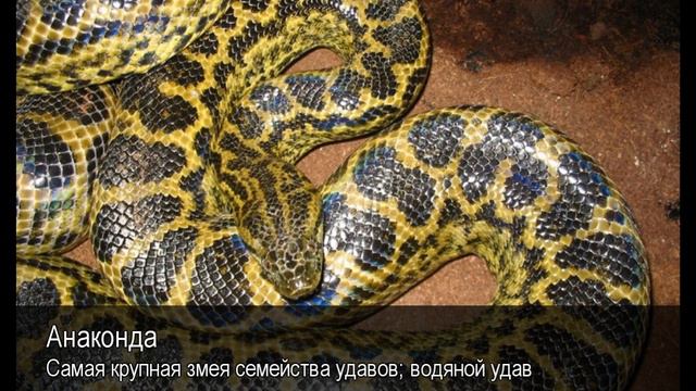 Анаконда. Толковый Видеословарь русского языка смотреть онлайн