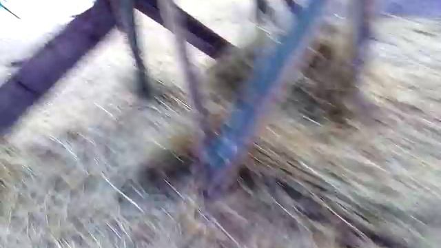 Начался сезон сбора гусиных яиц. смотреть онлайн