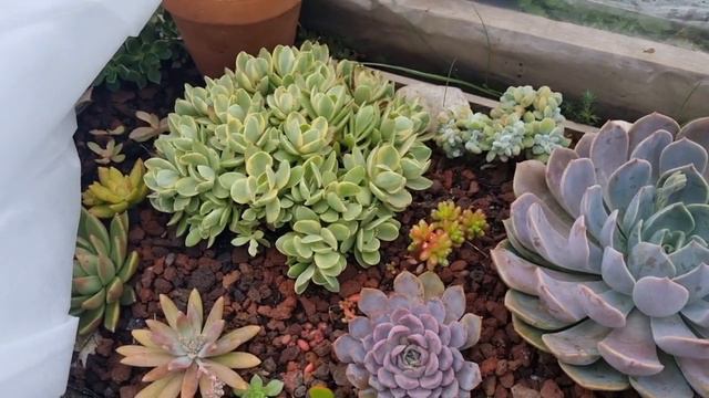 5 days under the frost cloth? How are they doing? смотреть онлайн