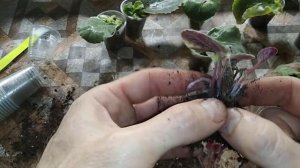 Как отделить детки фиалки от листка Пересадка деток фиалки от листа