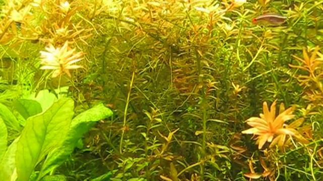 Rotala indica im 200 Liter Pflanzenaquarium - My 55 gallon planted tank смотреть онлайн