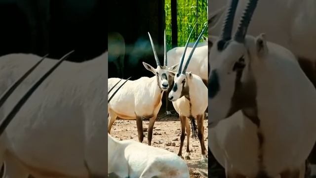 Oryx - Antelope & Elephant - Full video below #oryx #elephant смотреть онлайн