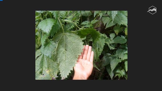 Восхождение на вулканы Индонезии смотреть онлайн