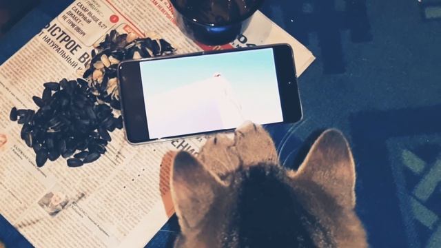Кот Кузя смотрить в ютубе мультики кайфует..)) смотреть онлайн