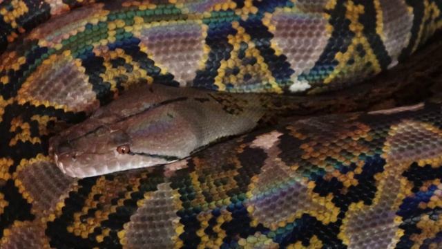 Interesting Big Snake Behavior (Reticulated Python) смотреть онлайн