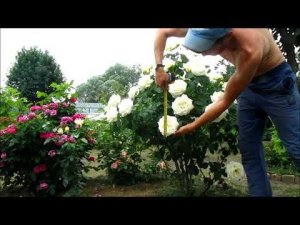 Роза ШОПЕН(Chopin) чайно гибридная. Роза ГИГАНТ!