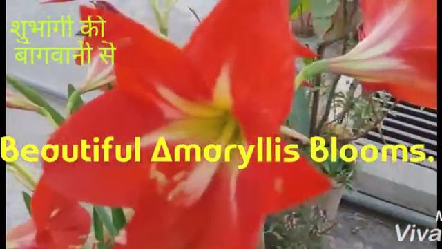 My Amaryllis blooms смотреть онлайн