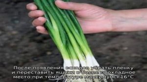 Высокоурожайный сорт лука с потрясающим вкусом «Параде»
