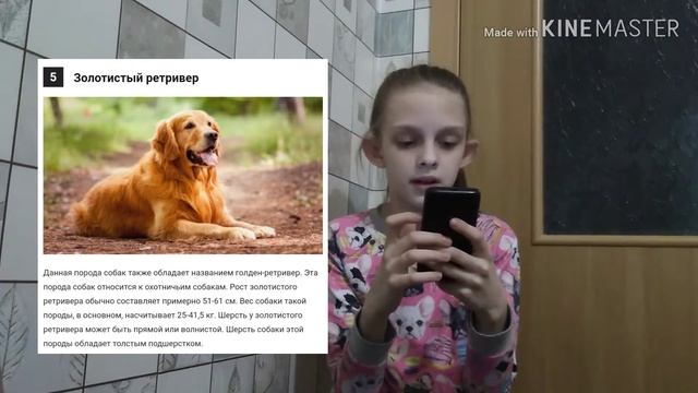 Топ 10 самых популярных пород собак ?? смотреть онлайн