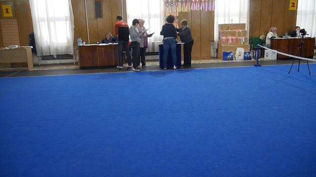 Пудель миниатюрный МАРТИ МОН АМУР смотреть онлайн