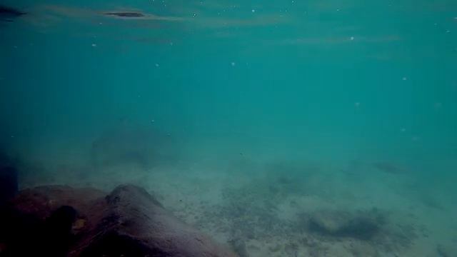 Reef Sharks - Maldives смотреть онлайн