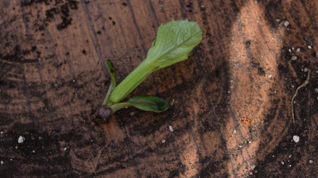 TAKING DAHLIA CUTTINGS | PROPAGATING DAHLIAS | GROWING & MULTIPLYING DAHLIAS | FLOWER FARMING смотреть онлайн