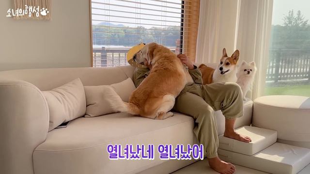 리트리버 뽀뽀 무서워요..... смотреть онлайн