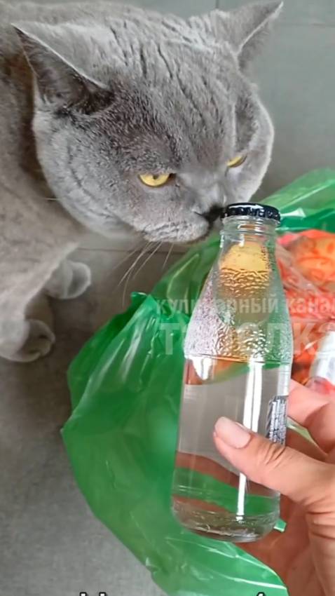 В каждом доме, где есть кот. Знакомая ситуация? смотреть онлайн