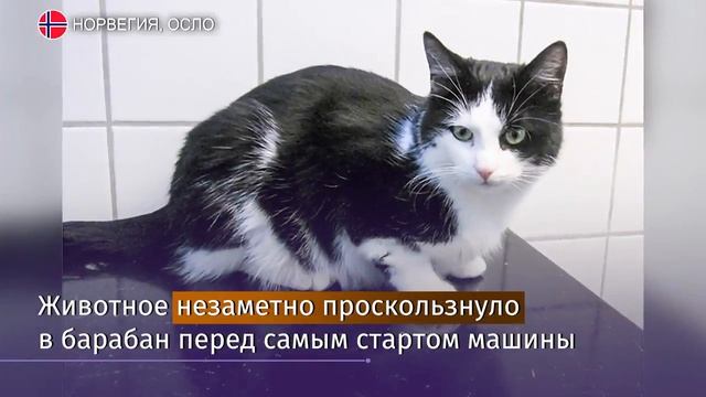 Кот Зеро из Норвегии сумел выжить после 40-минутной стирки смотреть онлайн