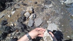 Шиловка. Поиск аммонитов.